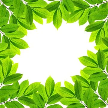 Green leaves on white background , frame Stock Illustration