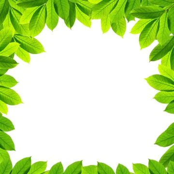Green leaves on white background , frame Stock Illustration