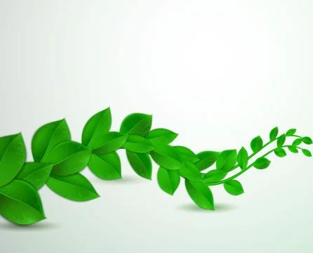 Green leaves on a white background Stock Illustration