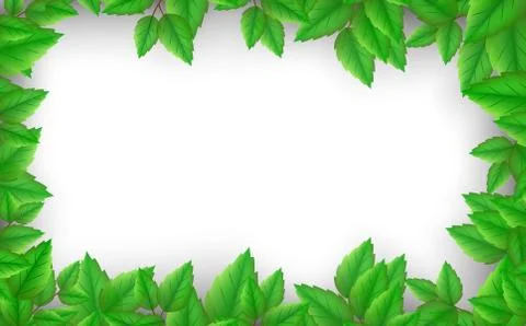 Green leaves on the white background Stock Illustration