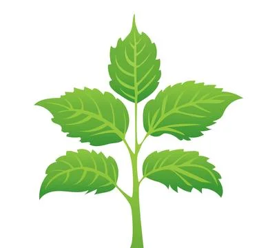 Green leaves on a white background, for logos, designs, for the symbolism of the Stock Illustration