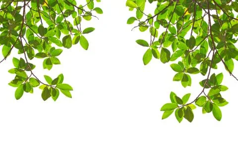 Green leaves on white background Stock Photos