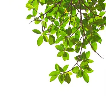 Green leaves on white background Stock Photos