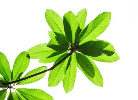 Green leaves on white background Stock Photos