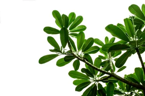Green leaves  on white background Stock Photos
