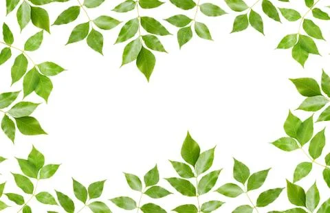 Green leaves on white background Foto stock