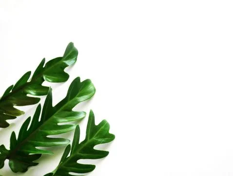 Green leaves on white background Stock Photos