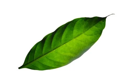 Green leaves white background Stock Photos