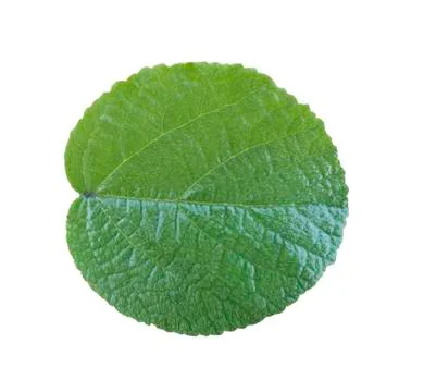 Green leaves on white background Foto stock