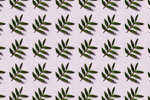 Green leaves on white background. Stock Photos