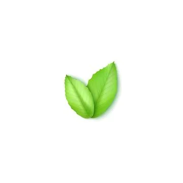 Green leaves on white. Element for your design Stock Illustration