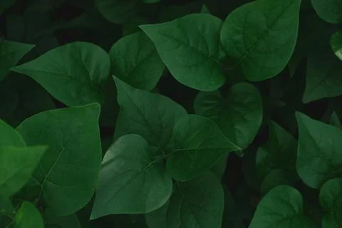 Green leaves widescreen vertical background. Foto stock