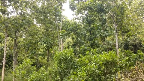 The green leaves in the wild Stock Footage 327513883
