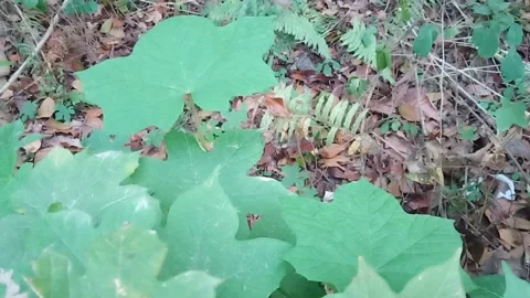 Green leaves of wild vines Stock Footage 256741349