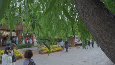 The green leaves of the willow trees bring a message of spring to Lijiang Stock Footage 148336750
