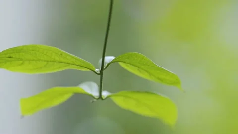 Green leaves in the wind (1) 動画素材 145822914