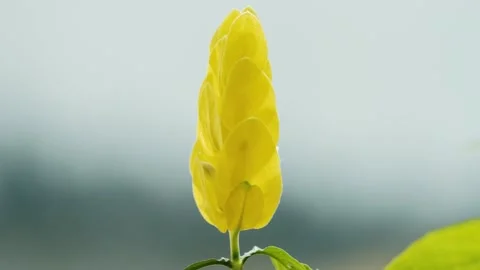 Green leaves in the wind  (2) 動画素材 145822897