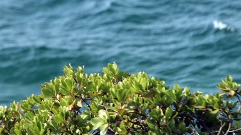 Green leaves in the wind, and wavy sea Stock Footage 321008095