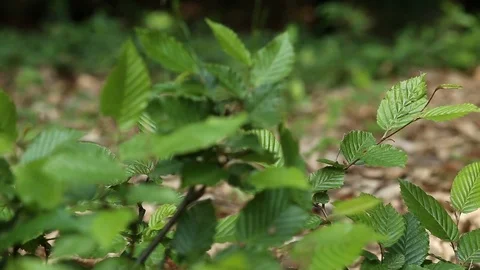 Green leaves in the wind background Stock Footage 89805879