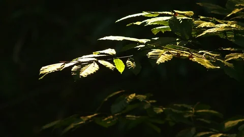 Green leaves in the wind, close-up on a black background. Stock Footage 96111328