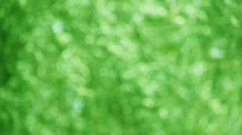 Green leaves in the wind defocused Stock Footage 767895