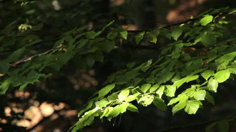 Green leaves in the wind. Stock Footage 941092