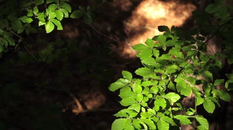 Green leaves in the wind. Stock Footage 941108