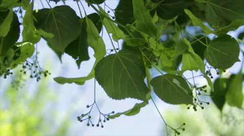 Green Leaves in the Wind Stock Footage 38893116