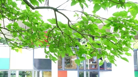 Green leaves in the wind Stock Footage 77644806