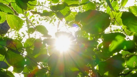 Green leaves in the wind Stock-Footage 82375344