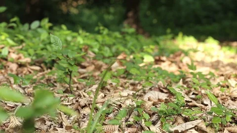Green leaves in the wind Stock Footage 89805894