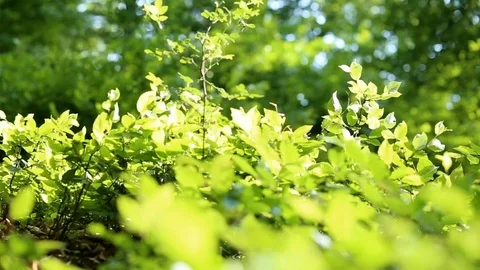 Green leaves in the wind Stock Footage 89806202