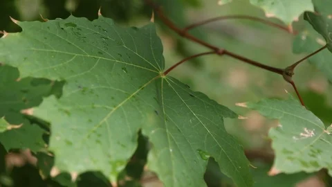 Green leaves in the wind Stock Footage 106133066
