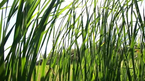 Green leaves in the wind 스톡 동영상 131208604