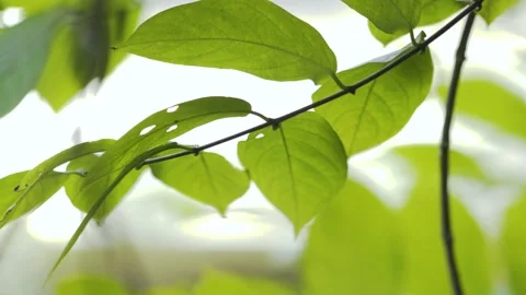 Green leaves in the wind Video stock 145824761