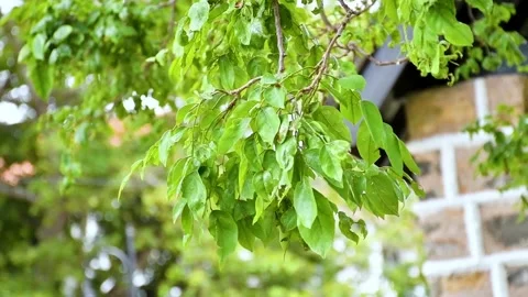 Green leaves in the wind Video stock 205067901