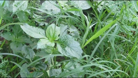 Green leaves in the wind Stock Footage 223085502