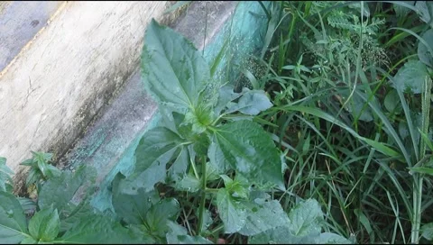 Green leaves in the wind 库存影片 223085611