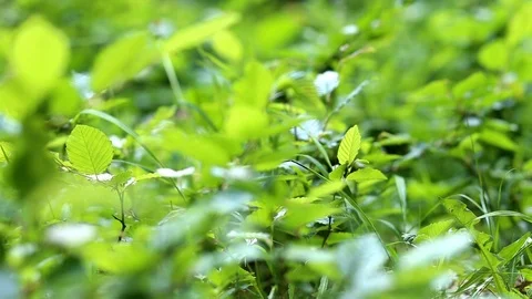 Green leaves in the wind , forest background Stock Footage 89806576