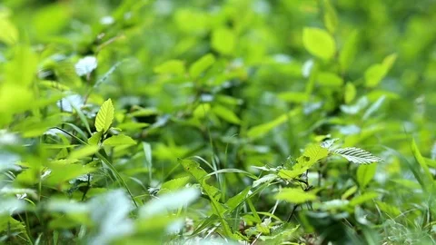 Green leaves in the wind , forest background Stock Footage 89806590