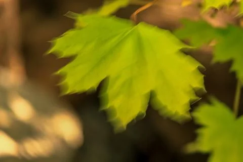 Green leaves in the wind Stock Photos