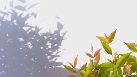 Green leaves in wind on white background and shadow leaf overlay Stock Footage 142703328