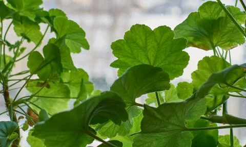 Green leaves at a window Stock Photos