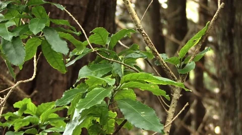 Green leaves in the woods Stock Footage 47444487