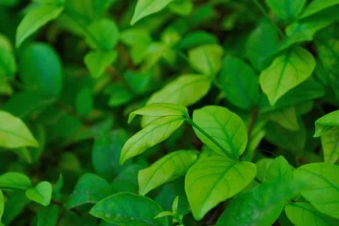 The green leaves of the Wrightia genus Stock Photos