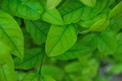 The green leaves of the Wrightia genus Stock Photos