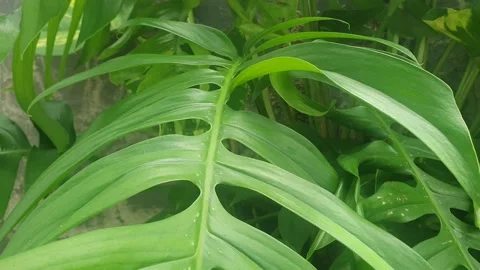 Green leaves in the yard Video stock 298416884