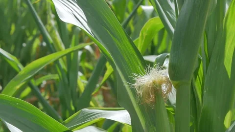The green leaves of young corn growing in the field are swaying in the wind an e Stock Footage 260164255