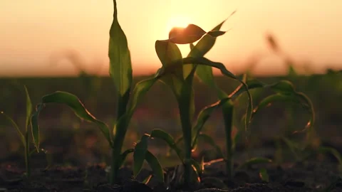 Green leaves young corn sprouts sunset, farm field corn sprout dawn, young corn Stock Footage 247237209