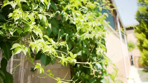 Green leaves of young grape close-up Stock Footage 34416982